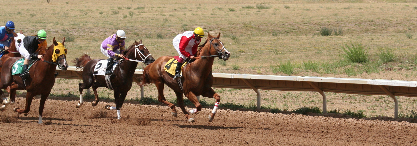 Arabians racing at Arapahoe Park